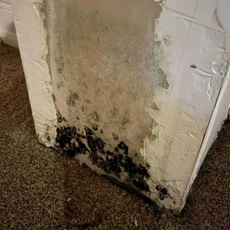 Professional Mold Removal in Bixby, OK